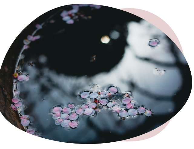 Reflet eau et fleurs